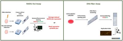 Current HRD assays in ovarian cancer: differences, pitfalls, limitations, and novel approaches